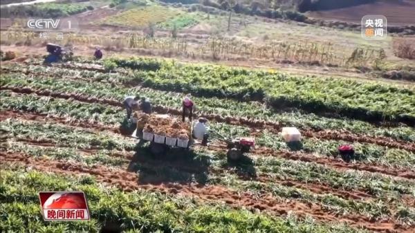 秋日“丰”景!全国秋粮收获已过九成