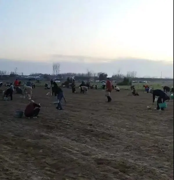 “抢药材”村民：打过招呼能叫抢？_“抢药材”村民：打过招呼能叫抢？_“抢药材”村民：打过招呼能叫抢？