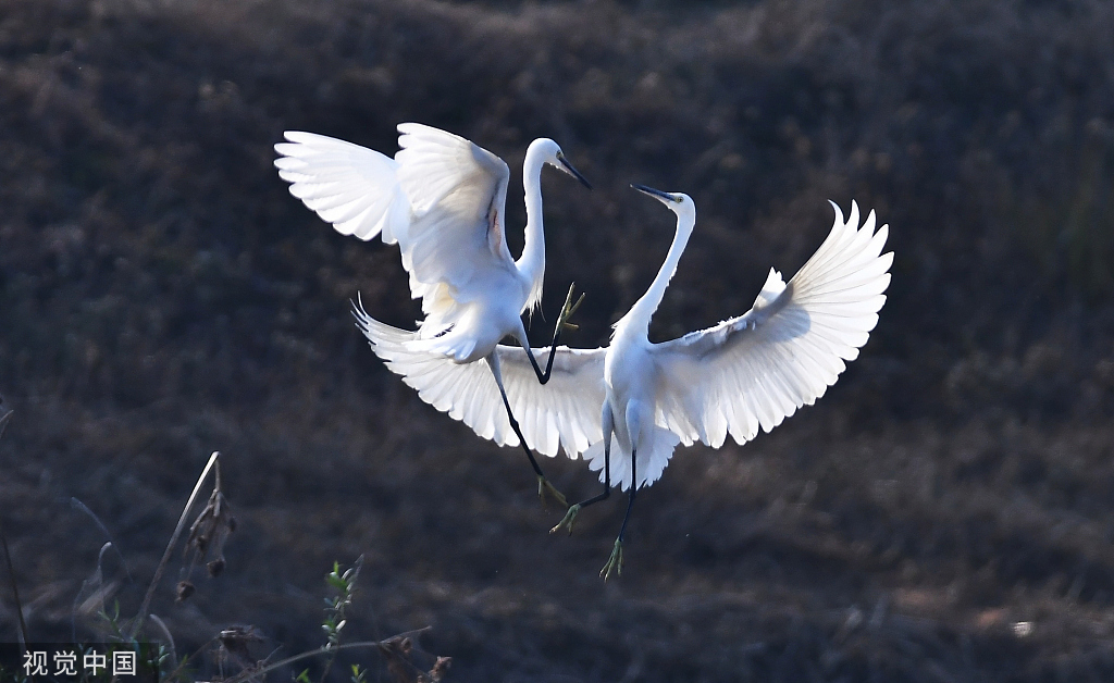32个月女童疑注射阿奇霉素后死亡_32个月女童疑注射阿奇霉素后死亡_32个月女童疑注射阿奇霉素后死亡