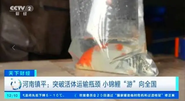 全国超六成锦鲤来自河南_河南锦鲤按斤批发_河南锦鲤实业有限公司