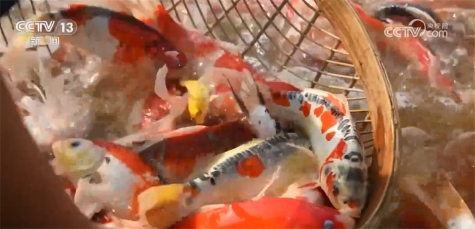 全国超六成锦鲤来自河南 搞锦鲤养殖实现水里淘金