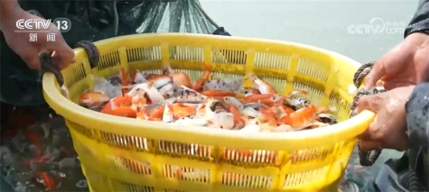 全国超六成锦鲤来自河南 搞锦鲤养殖实现水里淘金