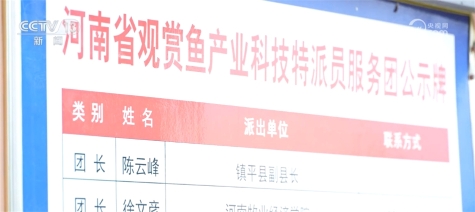 全国超六成锦鲤来自河南 搞锦鲤养殖实现水里淘金