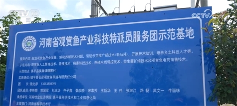 全国超六成锦鲤来自河南 搞锦鲤养殖实现水里淘金