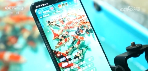 全国超六成锦鲤来自河南 搞锦鲤养殖实现水里淘金