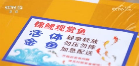 全国超六成锦鲤来自河南 搞锦鲤养殖实现水里淘金