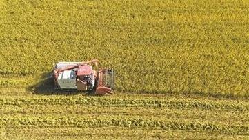 黄埔大吉沙岛迎来晚稻收割期 亩产或突破600公斤