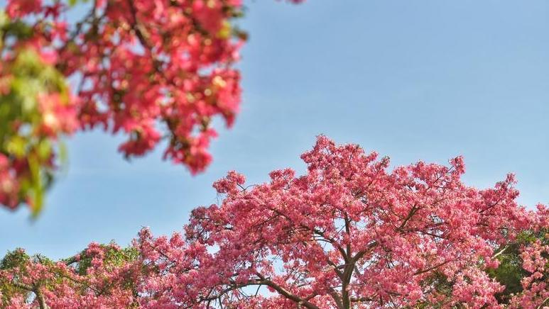 小雪日广州热如小暑，预计明天最高气温可达28℃