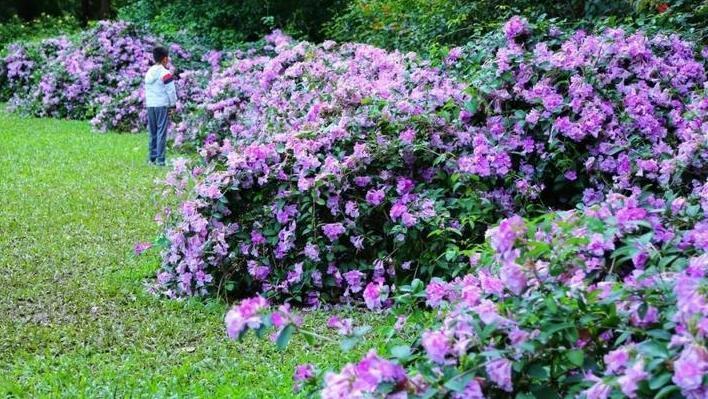 大城名园 万物和谐｜沉醉紫色花海，“蒜香美人”娇美出圈