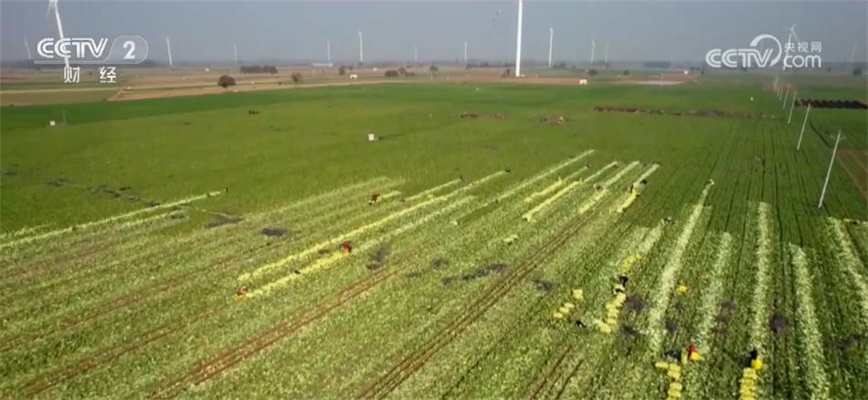 稳定菜篮子的建议_菜篮子保供稳价汇报_居民“菜篮子”货足价稳