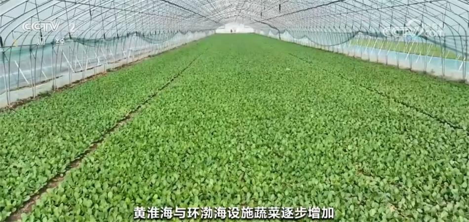 稳定菜篮子的建议_居民“菜篮子”货足价稳_菜篮子保供稳价汇报