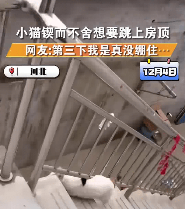 猫咪犟种附体欲跳对面房顶连摔3次 最后结果说法不一