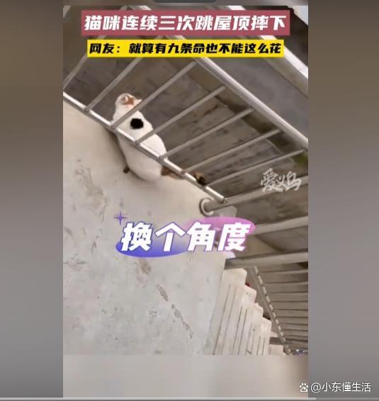 猫咪犟种附体欲跳对面房顶连摔3次 最后结果说法不一