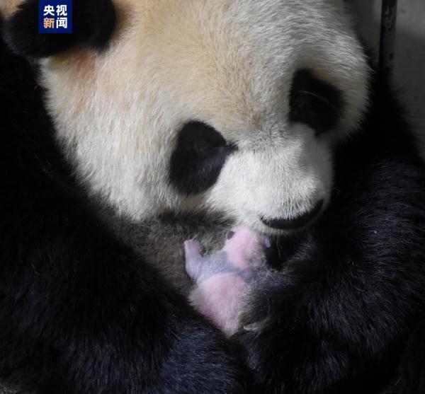 2023级秦岭7只熊猫幼仔集体报到 基地目前圈养49只