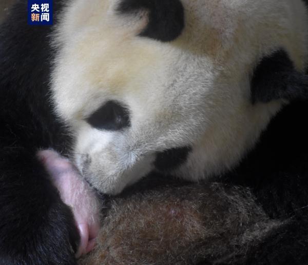 2023级秦岭7只熊猫幼仔集体报到 基地目前圈养49只