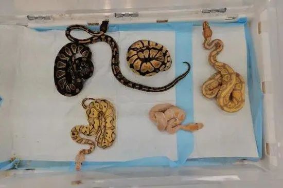 河南省委原书记李宝光逝世_原河南书记潘复生儿子_省委第二书记