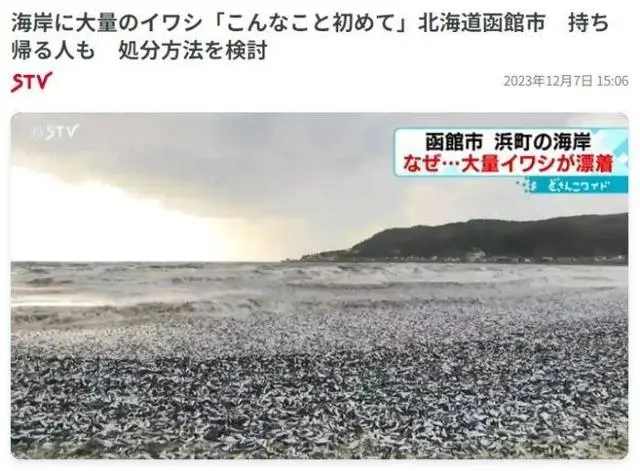 日本北海道海岸现大量沙丁鱼尸体_日本沙丁珊瑚价格_日本沙丁鱼巴士