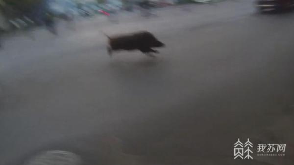 野猪包围南京_南京一头野猪冲进居民小区被击毙_150斤野猪在南京街头逃窜