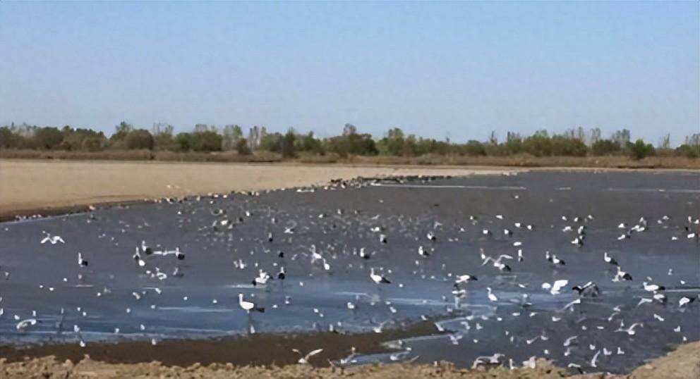 11只掉队东方白鹳被专车护送放飞_11只掉队东方白鹳被专车护送放飞_11只掉队东方白鹳被专车护送放飞