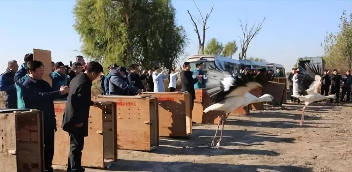 11只掉队东方白鹳被专车护送放飞_11只掉队东方白鹳被专车护送放飞_11只掉队东方白鹳被专车护送放飞