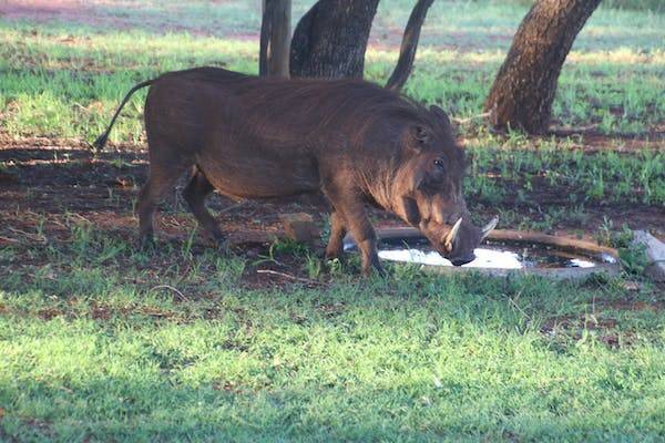 湖北一野猪咬死村民被民警击毙：受害人在喂虾子，野猪咬伤其手臂