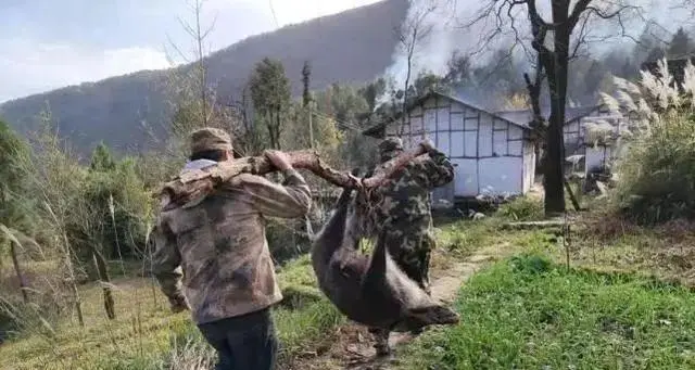 警方击毙街头肇事野猪_警察击毙野猪怎么处理_湖北一野猪咬死村民被民警击毙