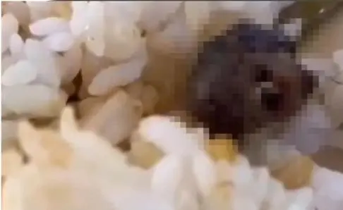 鼠头鸭脖涉事方及责任人被罚706万_鼠头鸭脖涉事方及责任人被罚706万_鼠头鸭脖涉事方及责任人被罚706万