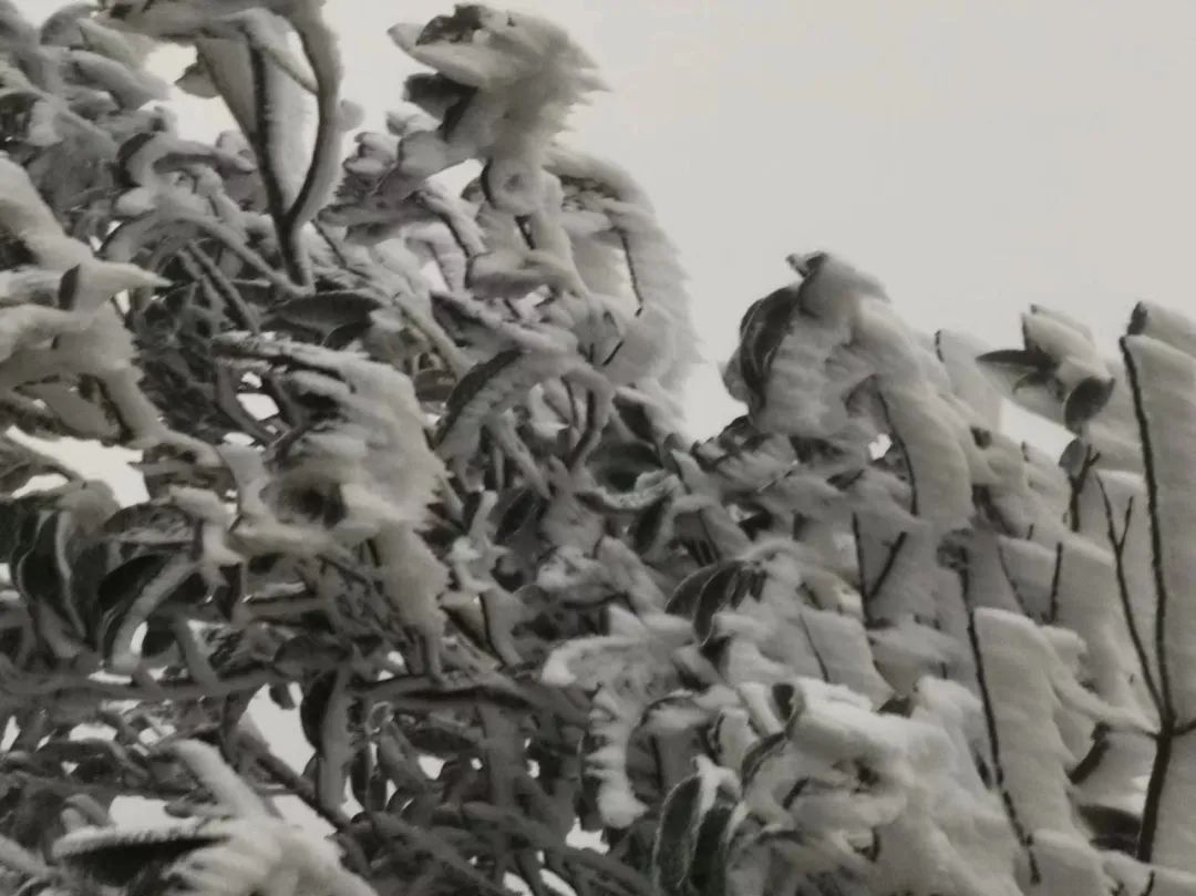 下雪武汉大学_下雪武汉标准发音_武汉下雪