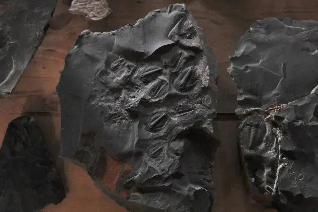 云南古生物化石群_云南一工地发现大量古生物化石_云南化石群
