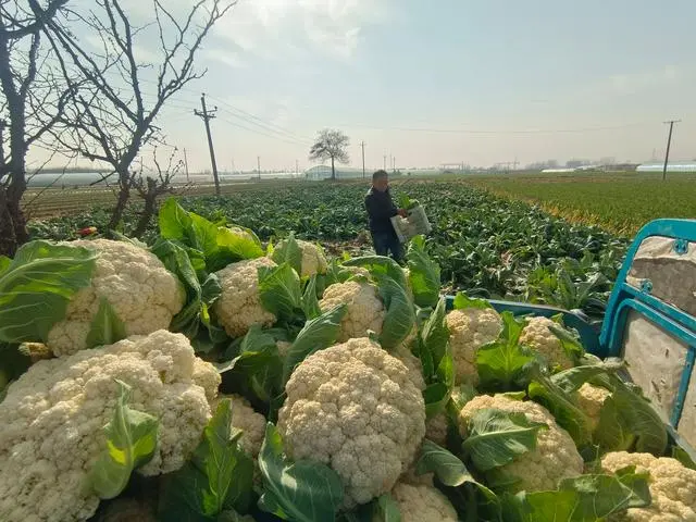 白菜价格上涨_今冬蔬菜为何跌出“白菜价”？_白菜价格暴涨