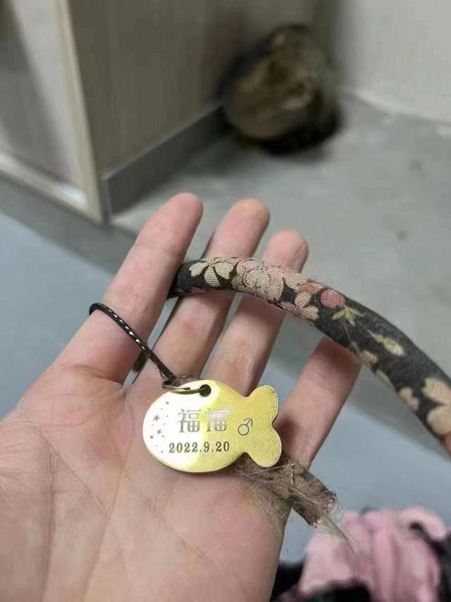 一辆载有950余只猫的运猫车被拦截_余载什么意思_车猫认证车猫二手车认证