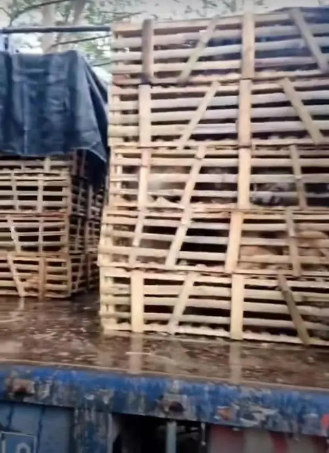 一辆载有950余只猫的运猫车被拦截_高速上拦截运狗车被撞_蓝象运车和蚂蚁运车那家好