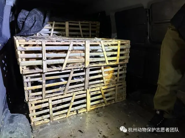 高速上拦截运狗车被撞_蓝象运车和蚂蚁运车那家好_一辆载有950余只猫的运猫车被拦截