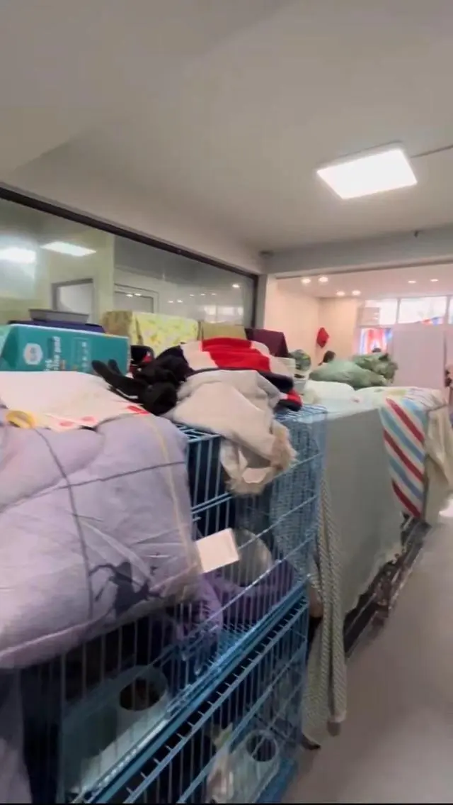 高速上拦截运狗车被撞_一辆载有950余只猫的运猫车被拦截_蓝象运车和蚂蚁运车那家好