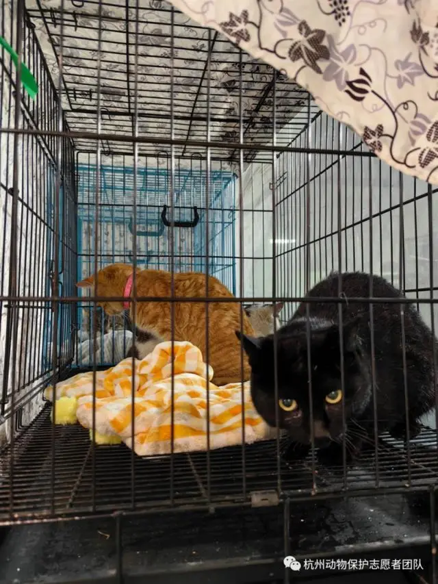 蓝象运车和蚂蚁运车那家好_一辆载有950余只猫的运猫车被拦截_高速上拦截运狗车被撞