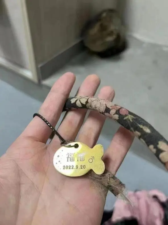 一辆载有950余只猫的运猫车被拦截_高速上拦截运狗车被撞_蓝象运车和蚂蚁运车那家好