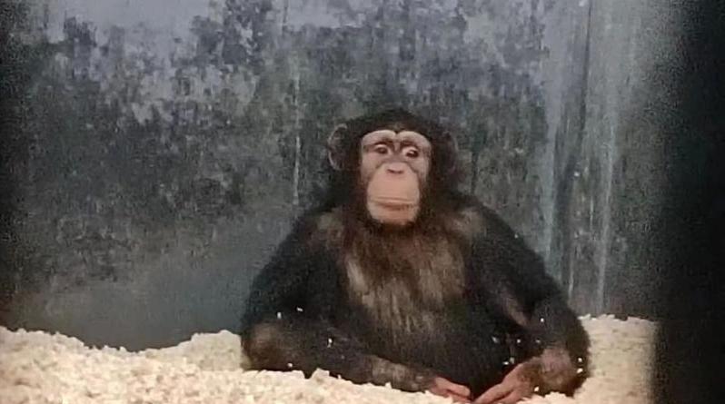 气温骤降，广州动物园的动物们花式取暖