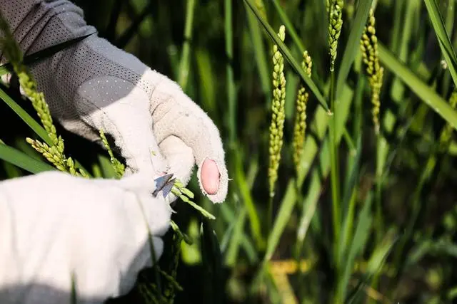 为加快建设农业强国而努力奋斗_农业强国家强_农业加强什么为着力点