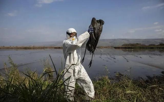 日本最大湖泊大量水鸟死亡 琵琶湖水鸟惨遭“毒手”