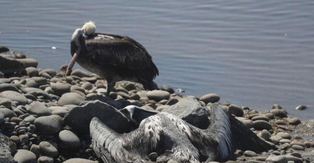 日本最大湖泊大量水鸟死亡 琵琶湖水鸟惨遭“毒手”