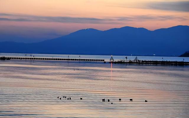 日本最大湖泊大量水鸟死亡 琵琶湖水鸟惨遭“毒手”