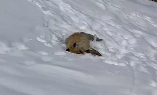 网红狐狸死在雪地里 网红狐狸因游客不当投喂不幸逝世!