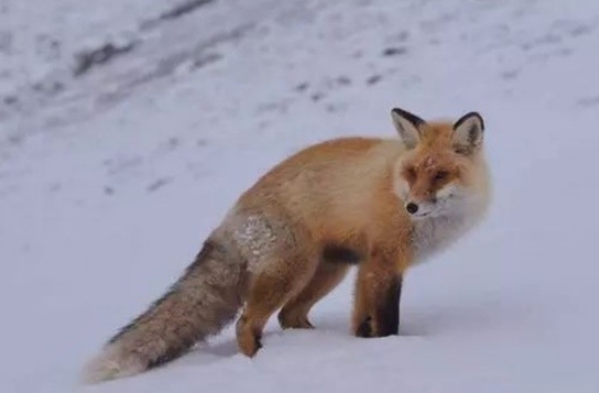 网红狐狸死在雪地里 网红狐狸因游客不当投喂不幸逝世!