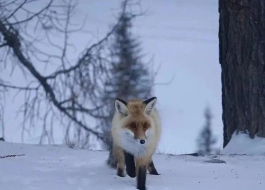 网红狐狸死在雪地里 网红狐狸因游客不当投喂不幸逝世!