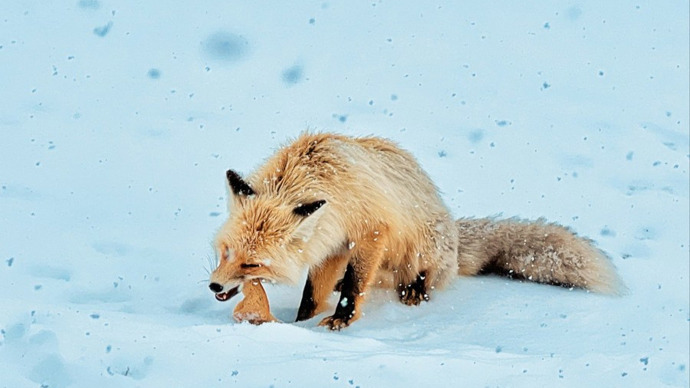 狐狸雪地动图_雪地里狐狸的故事_网红狐狸死在雪地里