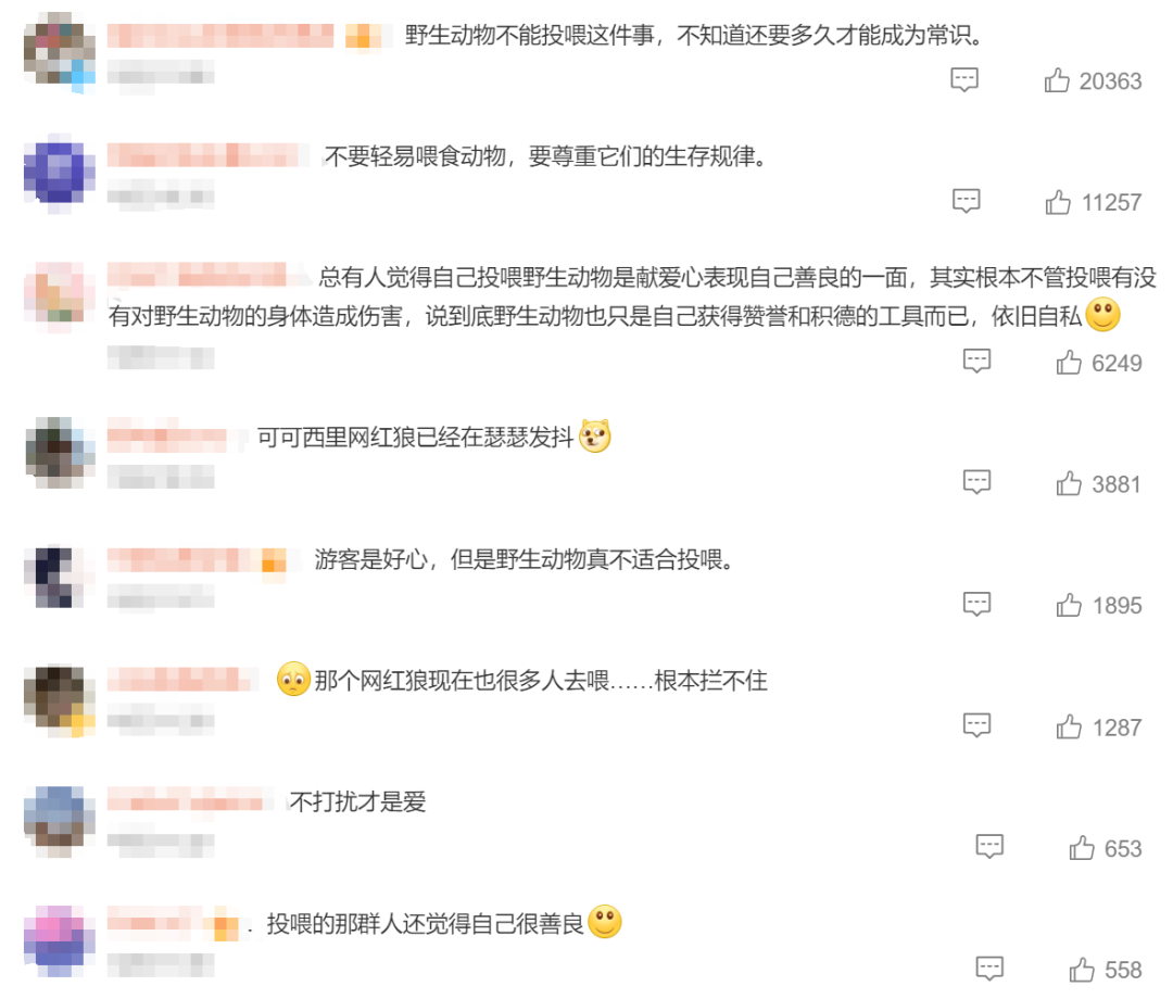 雪地里狐狸的故事_网红狐狸死在雪地里_狐狸雪地动图