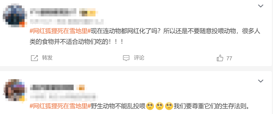 狐狸雪地动图_雪地里狐狸的故事_网红狐狸死在雪地里