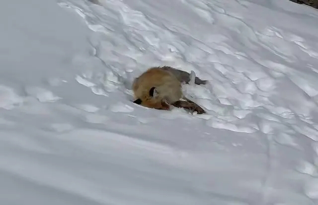雪地里的红狐狸_狐狸雪地动图_网红狐狸死在雪地里