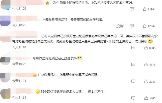 雪地里的红狐狸_雪地里狐狸的故事_网红狐狸死在雪地里