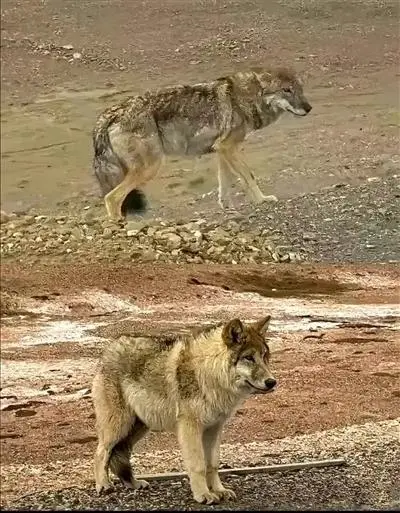 雪地里的红狐狸_雪地里狐狸的故事_网红狐狸死在雪地里